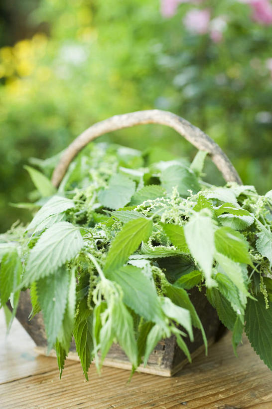 无人,农田,交叉,竖图,室外,特写,白天,正面,庄稼,农作物,植物,桌面,桌子,竹子,静物,叶子,一堆,许多,堆叠,堆积,竹制,朦胧,模糊,编织,篮子,绿叶,草药,药草,中药,树,树木,绿色,自然,竹篮,嫩叶,生长,成长,竹条,堆,交织,竹制品,药材,中草药,中药材,本草,穿插,叶,叶片,彩图,耕地,庄稼田