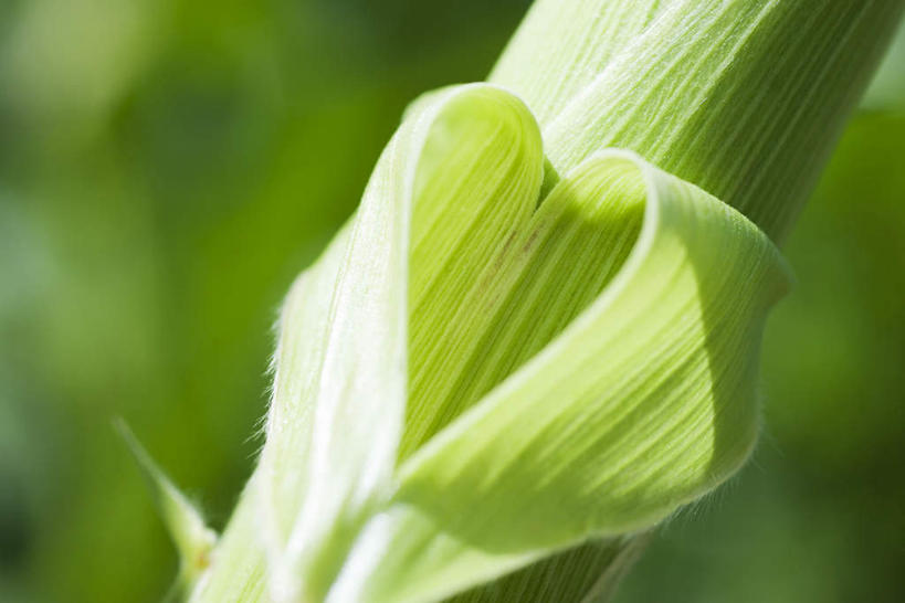 无人,菜园,农田,横图,室外,特写,白天,正面,爱情,庄稼,农作物,玉米,植物,叶子,爱心,朦胧,模糊,绿叶,浪漫,树,树木,一个,绿色,自然,温暖,温馨,心形,嫩叶,恩爱,生长,单个,成长,和睦,心型,叶,叶片,彩图,耕地,庄稼田,融洽