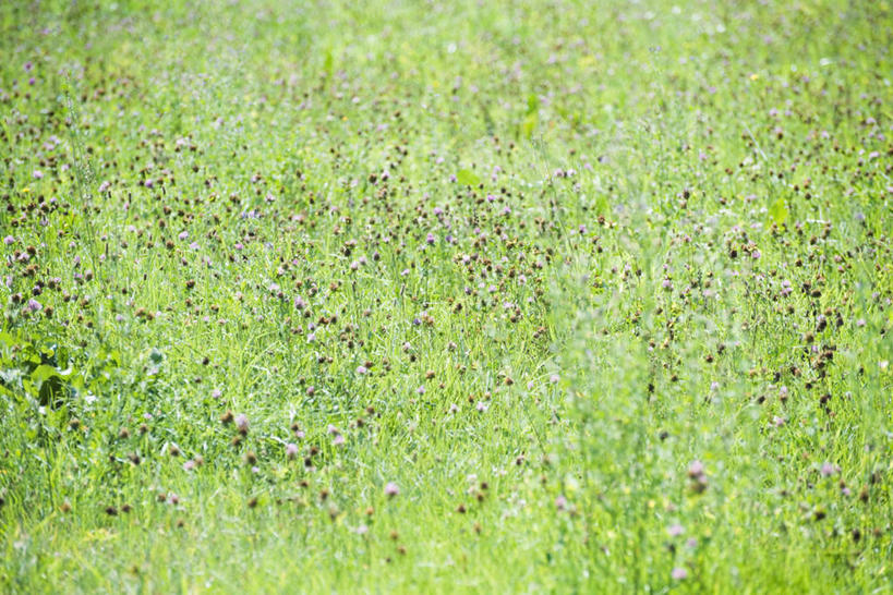无人,横图,俯视,室外,白天,旅游,度假,草地,草坪,美景,田园,植物,盛开,光线,景观,野花,花蕾,娱乐,草,花,花瓣,花朵,鲜花,绿色,阳光,自然,花苞,花蕊,享受,休闲,景色,放松,自然风光,彩图,高角度拍摄