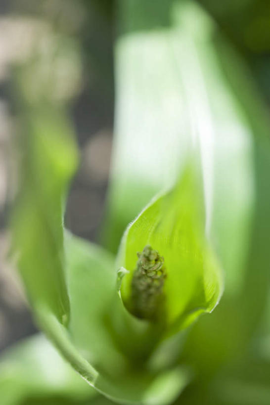 竖图,俯视,室外,特写,白天,植物,叶子,朦胧,模糊,盛开,光线,绿叶,花蕾,花,花瓣,花朵,鲜花,树,树木,绿色,阳光,自然,花苞,花蕊,嫩叶,生长,成长,雄蕊,叶,叶片,彩图,高角度拍摄