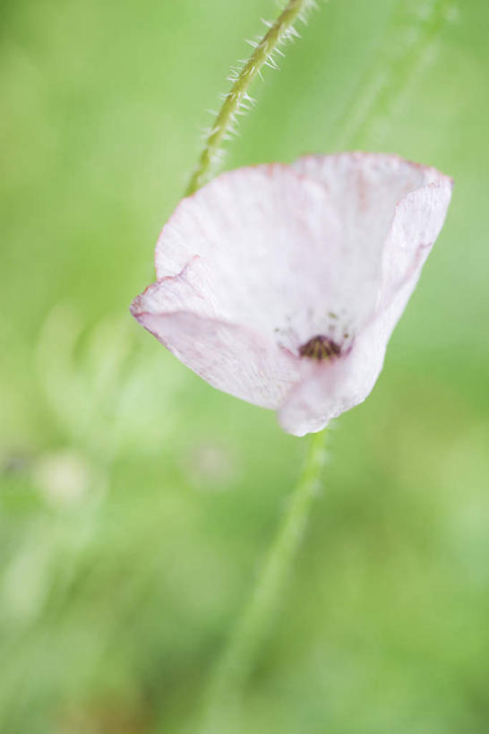 无人,竖图,室外,特写,白天,正面,花海,花圃,植物,罂粟,叶子,朦胧,模糊,盛开,草药,花蕾,中药,花,花瓣,花朵,花卉,鲜花,一朵,粉色,绿色,花丛,花束,花田,花苞,花蕊,毒品,药材,中草药,中药材,本草,止痛,镇静,安眠,罂粟花,彩图