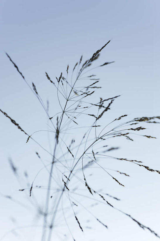 无人,竖图,室外,特写,白天,仰视,旅游,度假,农作物,小麦,草地,草坪,美景,植物,阴影,光线,影子,景观,谷物,娱乐,草,蓝色,绿色,蓝天,天空,阳光,自然,天,享受,休闲,稻谷,稻子,景色,放松,麦子,晴朗,自然风光,万里无云,晴空,晴空万里,彩图,低角度拍摄