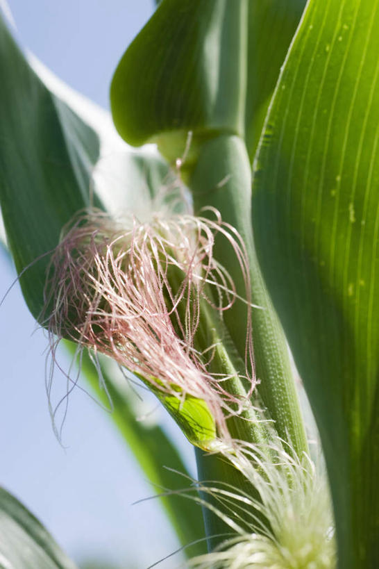 无人,农田,竖图,室外,白天,仰视,庄稼,农作物,玉米,美景,植物,蔬菜,叶子,阴影,新鲜,光线,影子,景观,食品,绿叶,食物,一个,蓝色,蓝天,天空,阳光,自然,天,嫩叶,景色,有机食品,绿色食品,晴朗,单个,自然风光,万里无云,叶,叶片,晴空,晴空万里,彩图,低角度拍摄,耕地,庄稼田