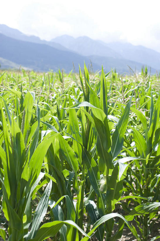 无人,竖图,室外,白天,正面,旅游,度假,玉米,美景,山,山脉,植物,蔬菜,叶子,阴影,新鲜,光线,影子,景观,山峰,食品,绿叶,山峦,娱乐,食物,一个,蓝色,蓝天,天空,阳光,自然,群山,天,享受,休闲,嫩叶,景色,放松,有机食品,绿色食品,晴朗,单个,自然风光,万里无云,叶,叶片,晴空,晴空万里,彩图