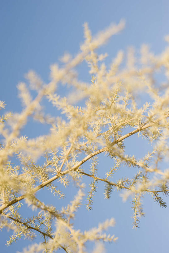 无人,竖图,室外,白天,仰视,旅游,度假,美景,许多,阴影,朦胧,模糊,光线,影子,景观,枝,娱乐,蓝色,蓝天,天空,阳光,自然,天,享受,休闲,景色,放松,晴朗,荆棘,自然风光,万里无云,晴空,晴空万里,彩图,低角度拍摄