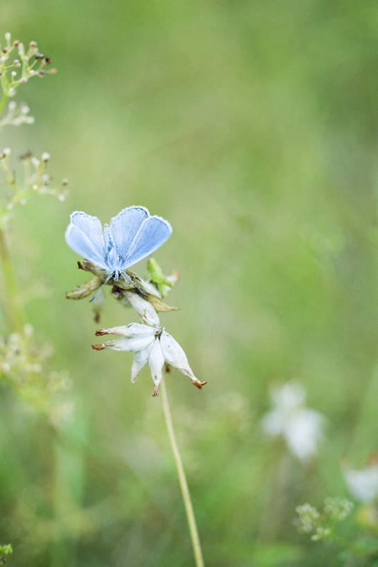 无人,站,竖图,俯视,室外,特写,白天,草地,草坪,花海,花圃,植物,蝴蝶,叶子,枯萎,朦胧,模糊,盛开,昆虫,花蕾,注视,草,花,花瓣,花朵,花卉,鲜花,一只,蓝色,绿色,动物,花丛,花束,花田,花苞,花蕊,观察,看,站着,观看,察看,关注,益虫,站立,彩图,高角度拍摄,全身