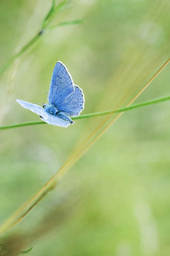 无人,竖图,俯视,室外,特写,白天,旅游,度假,草地,草坪,美景,植物,蝴蝶,叶子,朦胧,模糊,昆虫,景观,绿叶,娱乐,草,一只,蓝色,绿色,自然,动物,享受,休闲,嫩叶,景色,放松,自然风光,益虫,叶,叶片,彩图,高角度拍摄,全身