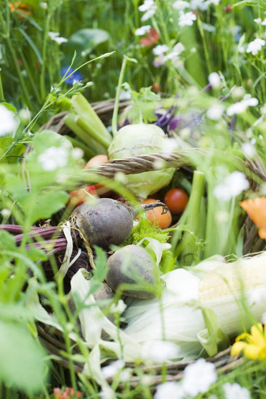 无人,农田,交叉,竖图,俯视,室外,特写,白天,庄稼,农作物,玉米,草地,草坪,植物,竹子,萝卜,胡萝卜,芹菜,蔬菜,西红柿,许多,竹制,朦胧,模糊,新鲜,盛开,编织,光线,篮子,食品,野花,花蕾,草,花,花瓣,花朵,鲜花,食物,绿色,阳光,竹篮,花苞,花蕊,有机食品,绿色食品,竹条,交织,竹制品,根芹菜,根洋芹,球根塘蒿,穿插,樱桃番茄,药芹,水芹,圣女果,红萝卜,旱芹,甘荀,番茄,彩图,高角度拍摄,耕地,庄稼田