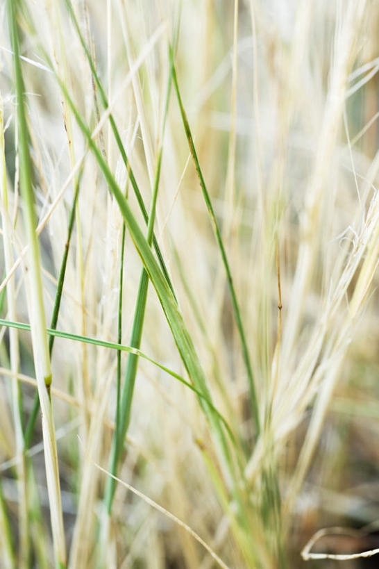 无人,竖图,室外,特写,白天,正面,旅游,度假,农作物,小麦,草地,草坪,美景,植物,枯萎,朦胧,模糊,光线,景观,谷物,娱乐,草,绿色,阳光,自然,享受,休闲,稻谷,稻子,景色,放松,麦子,自然风光,彩图