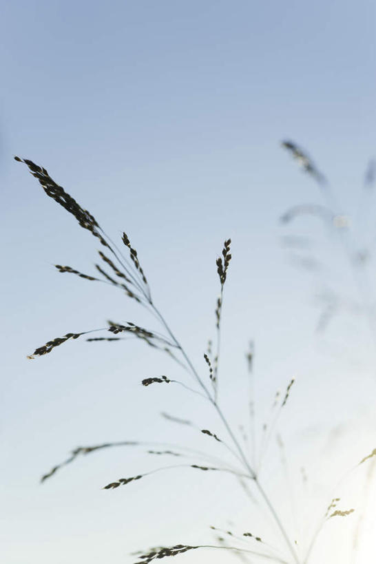 无人,竖图,室外,特写,白天,仰视,旅游,度假,农作物,小麦,美景,朦胧,模糊,光线,景观,谷物,娱乐,蓝色,蓝天,天空,阳光,自然,天,享受,休闲,稻谷,稻子,景色,放松,麦子,自然风光,彩图,低角度拍摄