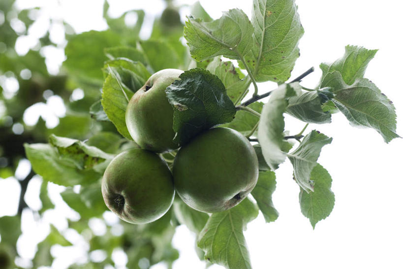 无人,果园,横图,室外,白天,仰视,旅游,度假,美景,田园,植物,苹果,水果,叶子,朦胧,模糊,新鲜,景观,生食,食品,果实,果树,绿叶,娱乐,树,树木,食物,三个,绿色,天空,自然,天,青苹果,享受,休闲,嫩叶,景色,放松,有机食品,绿色食品,生长,成长,自然风光,田庄,园子,叶,叶片,彩图,低角度拍摄