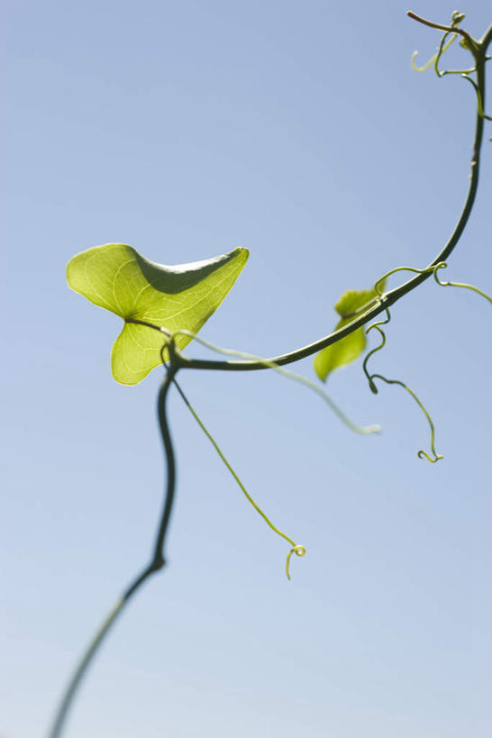 无人,竖图,室外,白天,仰视,爱情,旅游,度假,美景,叶子,阴影,爱心,弯曲,光线,影子,景观,茎,绿叶,浪漫,娱乐,一个,蓝色,蓝天,天空,阳光,自然,天,藤蔓,享受,休闲,温暖,温馨,心形,嫩叶,景色,恩爱,放松,蜿蜒,晴朗,单个,和睦,自然风光,藤蔓植物,万里无云,心型,叶,叶片,晴空,晴空万里,彩图,低角度拍摄,融洽