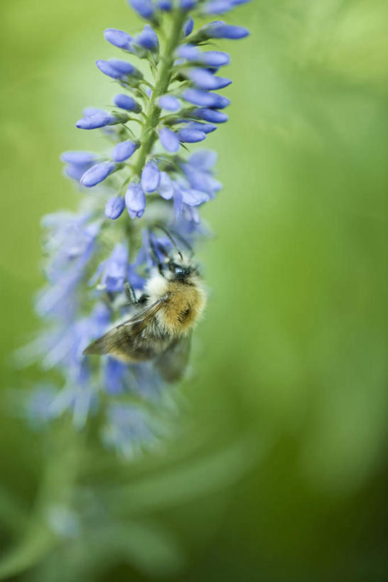 无人,竖图,室外,特写,白天,正面,旅游,度假,草地,草坪,美景,植物,蜜蜂,一棵,朦胧,模糊,盛开,昆虫,景观,花蕾,娱乐,草,花,花瓣,花朵,鲜花,一只,绿色,自然,动物,香草,花苞,花蕊,薰衣草,享受,休闲,景色,放松,自然风光,益虫,授粉,灵香草,黄香草,彩图