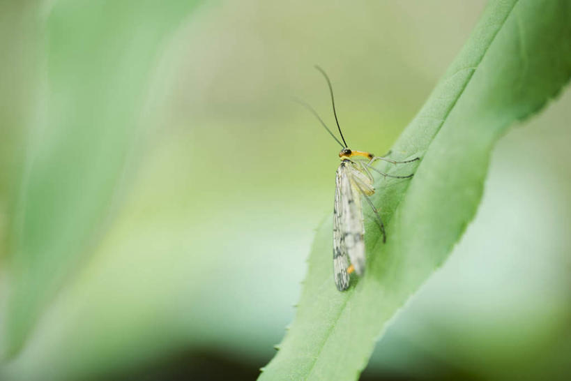 无人,横图,俯视,室外,特写,白天,美景,蝴蝶,叶子,朦胧,模糊,昆虫,景观,绿叶,一只,自然,动物,嫩叶,景色,自然风光,益虫,叶,叶片,彩图,高角度拍摄,全身