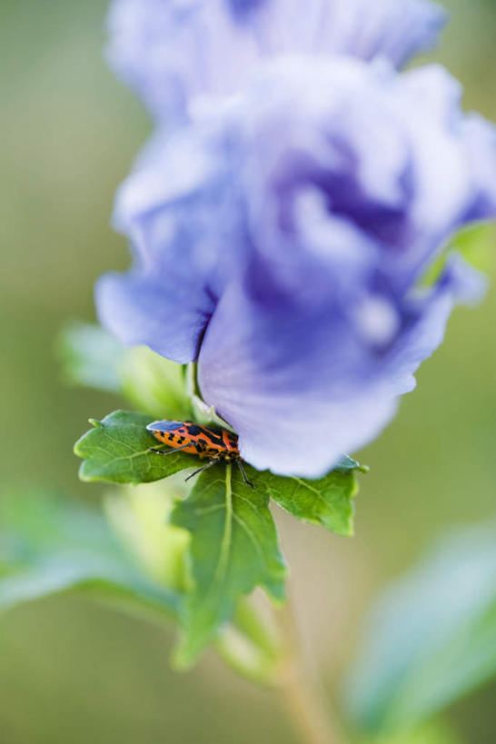 无人,竖图,俯视,室外,特写,白天,花海,花圃,美景,植物,叶子,朦胧,模糊,盛开,昆虫,斑点,景观,草药,药草,花蕾,中药,花,花瓣,花朵,花卉,鲜花,一朵,一只,绿色,紫色,自然,动物,花丛,花束,花田,花苞,花蕊,景色,自然风光,药材,中草药,中药材,本草,马利筋,彩图,高角度拍摄