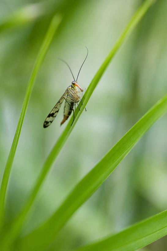 无人,竖图,室外,特写,白天,正面,仰视,美景,叶子,朦胧,模糊,昆虫,景观,绿叶,一只,自然,动物,嫩叶,景色,自然风光,叶,叶片,彩图,低角度拍摄