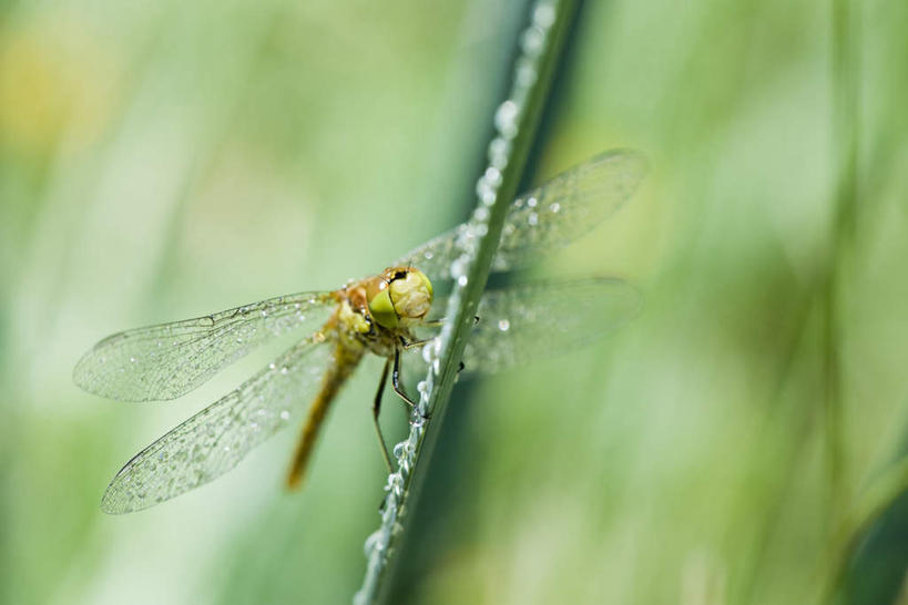 无人,横图,室外,特写,白天,正面,美景,水,叶子,朦胧,模糊,蜻蜓,昆虫,液体,景观,水滴,绿叶,枝,一只,自然,动物,嫩叶,景色,自然风光,益虫,叶,叶片,彩图,全身