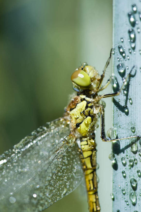 无人,竖图,室外,特写,白天,侧面,美景,水,叶子,朦胧,模糊,蜻蜓,昆虫,液体,景观,水滴,绿叶,一只,自然,动物,嫩叶,景色,自然风光,益虫,叶,叶片,半身,彩图