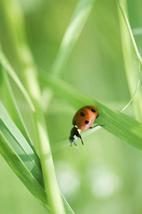无人,竖图,室外,特写,白天,正面,草地,草坪,美景,植物,瓢虫,叶子,朦胧,模糊,昆虫,景观,茎,绿叶,草,一只,绿色,自然,动物,嫩叶,景色,自然风光,益虫,叶,叶片,彩图,全身