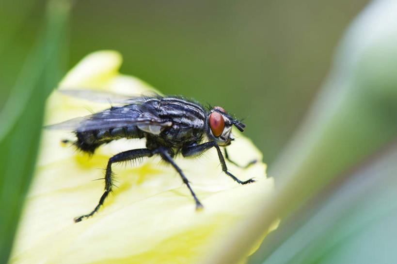 无人,横图,室外,特写,白天,正面,花海,花圃,美景,植物,苍蝇,叶子,朦胧,模糊,盛开,细菌,昆虫,景观,绿叶,花蕾,停留,花,花瓣,花朵,花卉,鲜花,一只,绿色,自然,动物,花丛,花束,花田,花苞,花蕊,嫩叶,景色,自然风光,觅食,病菌,害虫,传染,四害,叶,叶片,彩图,全身