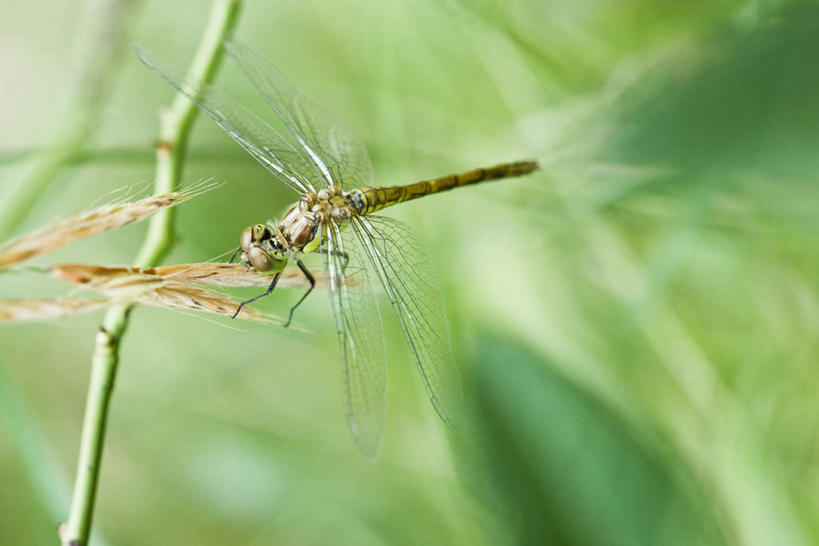 无人,横图,俯视,室外,特写,白天,正面,农作物,小麦,美景,朦胧,模糊,蜻蜓,昆虫,景观,谷物,茎,枝,树枝,一只,自然,动物,稻谷,稻子,景色,麦子,自然风光,益虫,彩图,高角度拍摄,全身
