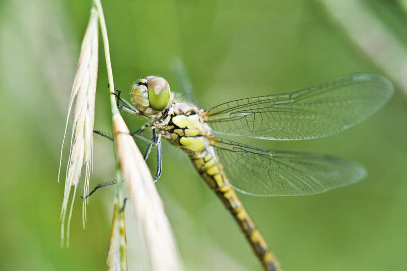 无人,横图,室外,特写,白天,侧面,农作物,小麦,美景,朦胧,模糊,蜻蜓,昆虫,景观,谷物,茎,枝,树枝,一只,自然,动物,稻谷,稻子,景色,麦子,自然风光,益虫,半身,彩图