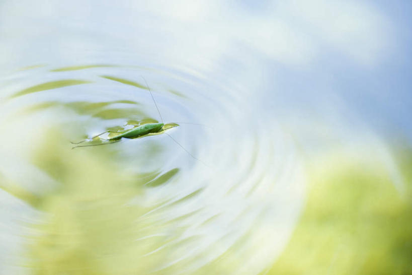 无人,横图,俯视,室外,特写,白天,河流,美景,水,植物,阴影,波纹,朦胧,模糊,反射,昆虫,蚱蜢,液体,影子,河水,景观,水滴,水流,树,树木,一只,绿色,水纹,小溪,自然,动物,波浪,溪水,景色,生长,成长,自然风光,益虫,彩图,高角度拍摄,全身