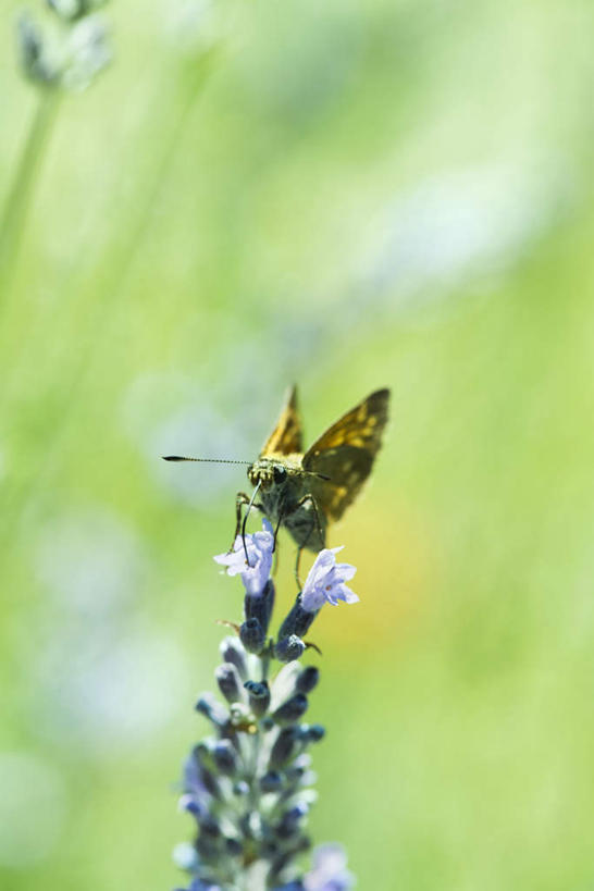 无人,竖图,室外,特写,白天,正面,花海,花圃,美景,植物,蝴蝶,叶子,朦胧,模糊,盛开,昆虫,景观,绿叶,花蕾,花,花瓣,花朵,花卉,鲜花,一只,绿色,自然,动物,花丛,花束,花田,花苞,花蕊,嫩叶,景色,自然风光,益虫,叶,叶片,彩图,全身