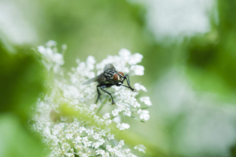 无人,横图,俯视,室外,特写,白天,花海,花圃,美景,植物,苍蝇,叶子,朦胧,模糊,盛开,细菌,昆虫,景观,绿叶,花蕾,花,花瓣,花朵,花卉,鲜花,一只,绿色,自然,动物,花丛,花束,花田,花苞,花蕊,嫩叶,景色,自然风光,病菌,害虫,传染,四害,叶,叶片,彩图,高角度拍摄,全身