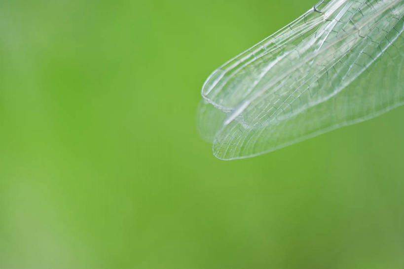 无人,横图,室外,特写,白天,正面,草地,草坪,美景,植物,朦胧,模糊,翅膀,蜻蜓,昆虫,景观,飞,草,一只,绿色,自然,动物,景色,自然风光,益虫,彩图