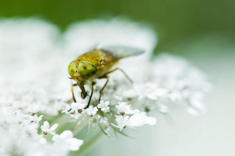 无人,横图,俯视,室外,特写,白天,花海,花圃,植物,蜜蜂,叶子,朦胧,模糊,盛开,昆虫,花蕾,花,花瓣,花朵,花卉,鲜花,一只,绿色,动物,花丛,花束,花田,花苞,花蕊,益虫,彩图,高角度拍摄,全身