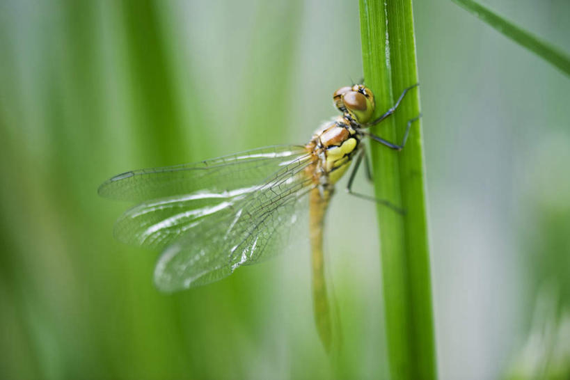 无人,横图,室外,特写,白天,侧面,草地,草坪,美景,植物,叶子,朦胧,模糊,蜻蜓,昆虫,景观,绿叶,草,树,树木,一只,绿色,自然,动物,嫩叶,景色,生长,成长,自然风光,益虫,叶,叶片,彩图,全身