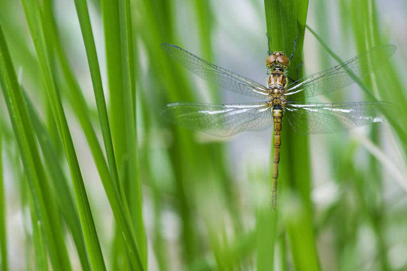 无人,横图,室外,特写,白天,正面,草地,草坪,美景,植物,叶子,朦胧,模糊,蜻蜓,昆虫,景观,绿叶,草,树,树木,一只,绿色,自然,动物,嫩叶,景色,生长,成长,自然风光,益虫,叶,叶片,彩图,全身