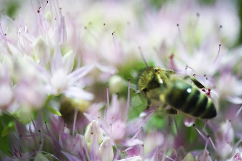 无人,横图,俯视,室外,特写,白天,花海,花圃,植物,蜜蜂,叶子,朦胧,模糊,盛开,昆虫,花蕾,花,花瓣,花朵,花卉,鲜花,一只,绿色,动物,花丛,花束,花田,花苞,花蕊,益虫,彩图,高角度拍摄,全身