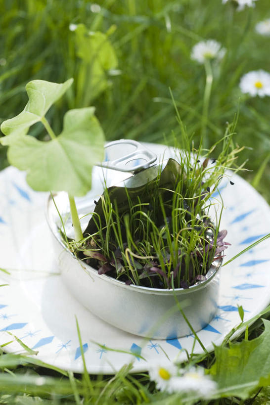 无人,竖图,俯视,室外,特写,白天,草地,草坪,植物,桌面,桌子,餐具,盛开,碟子,罐子,盘,野花,垃圾,花蕾,草,花,花瓣,花朵,鲜花,绿色,盘子,碟,花苞,花蕊,放,彩图,高角度拍摄
