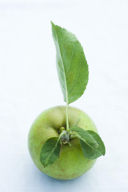 无人,竖图,俯视,室内,特写,白天,白色背景,桌面,桌子,苹果,水果,叶子,新鲜,生食,食品,茎,果实,绿叶,食物,一个,青苹果,嫩叶,放,摄影,有机食品,绿色食品,影棚,单个,叶,叶片,彩图,高角度拍摄,影棚拍摄,拍摄
