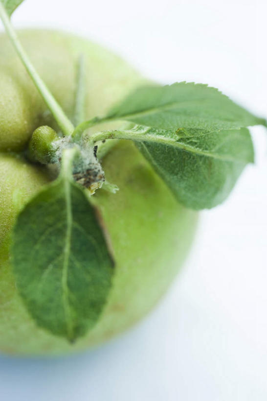 无人,竖图,俯视,室内,特写,白天,白色背景,桌面,桌子,苹果,水果,叶子,新鲜,生食,食品,茎,果实,绿叶,食物,青苹果,嫩叶,放,摄影,有机食品,绿色食品,影棚,叶,叶片,彩图,高角度拍摄,影棚拍摄,拍摄