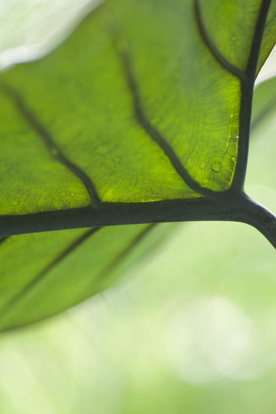 无人,竖图,室外,特写,白天,正面,仰视,美景,植物,叶子,朦胧,模糊,景观,茎,绿叶,一个,自然,嫩叶,景色,单个,自然风光,叶,叶片,彩图,低角度拍摄