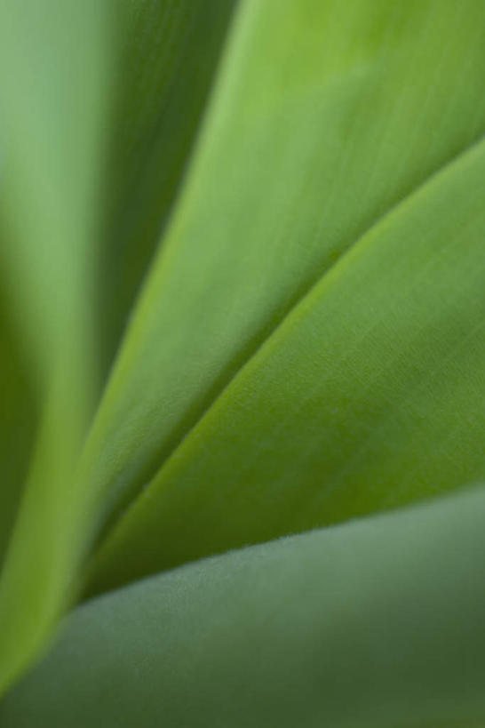 无人,竖图,俯视,室外,特写,白天,正面,美景,植物,叶子,许多,朦胧,模糊,线条,景观,绿叶,自然,嫩叶,景色,自然风光,叶,叶片,彩图,高角度拍摄