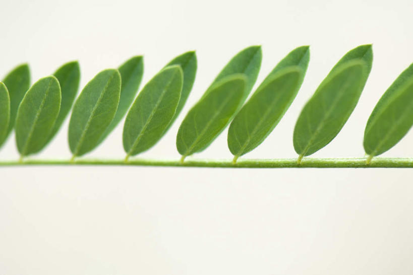 无人,横图,室外,特写,白天,正面,美景,植物,叶子,一排,许多,整齐,景观,茎,绿叶,枝,排列,自然,嫩叶,景色,队列,自然风光,叶,叶片,彩图