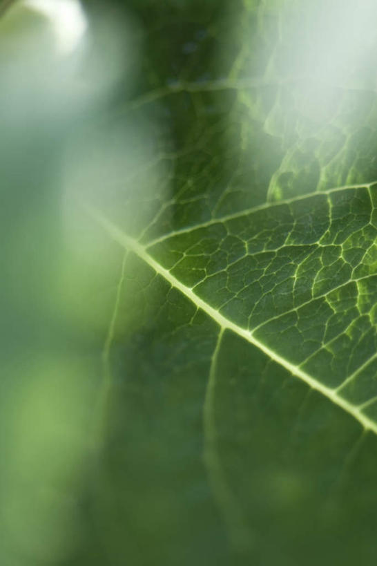 无人,竖图,俯视,室外,特写,白天,正面,美景,植物,叶子,朦胧,模糊,光线,纹理,景观,茎,绿叶,一个,阳光,自然,嫩叶,景色,单个,自然风光,叶,叶片,彩图,高角度拍摄