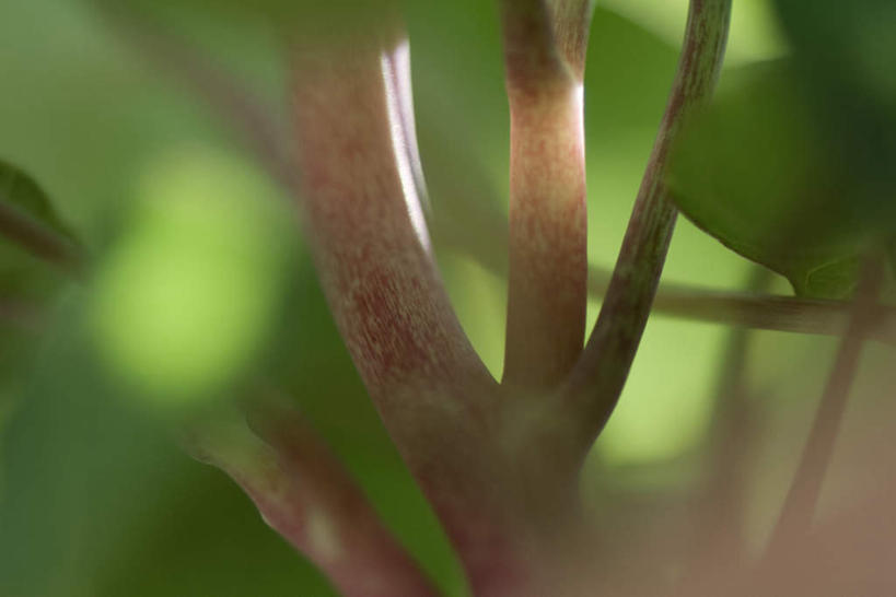 无人,横图,室外,特写,白天,正面,仰视,美景,植物,叶子,许多,朦胧,模糊,光线,景观,茎,绿叶,阳光,自然,嫩叶,景色,自然风光,叶,叶片,彩图,低角度拍摄