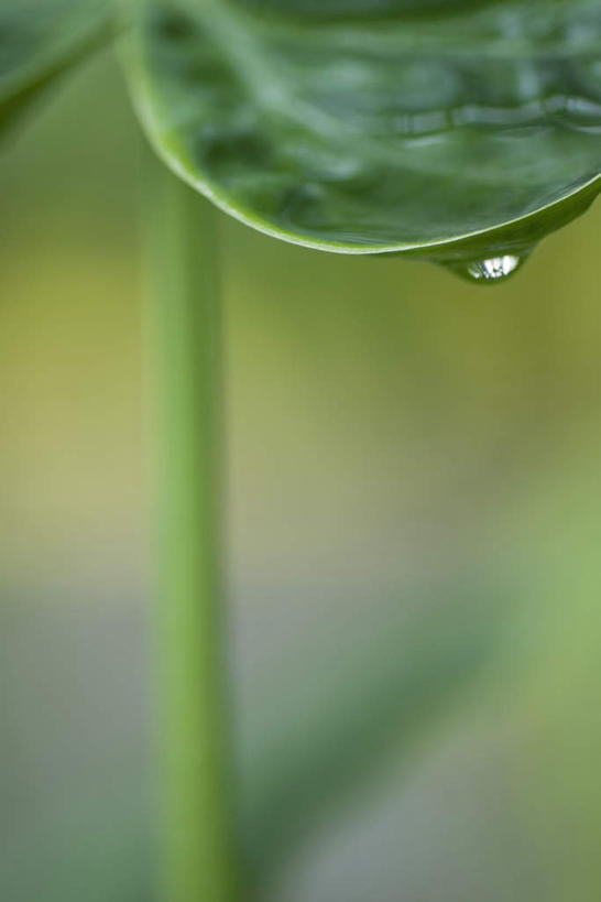 无人,竖图,俯视,室外,特写,白天,正面,美景,水,植物,叶子,朦胧,模糊,纹理,液体,景观,水滴,茎,绿叶,自然,嫩叶,景色,自然风光,叶,叶片,彩图,高角度拍摄