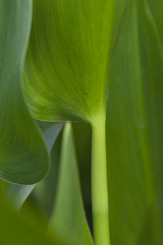 无人,站,竖图,室外,特写,白天,正面,美景,植物,叶子,许多,朦胧,模糊,纹理,景观,茎,绿叶,注视,自然,观察,看,站着,嫩叶,景色,观看,察看,关注,自然风光,叶,叶片,站立,彩图
