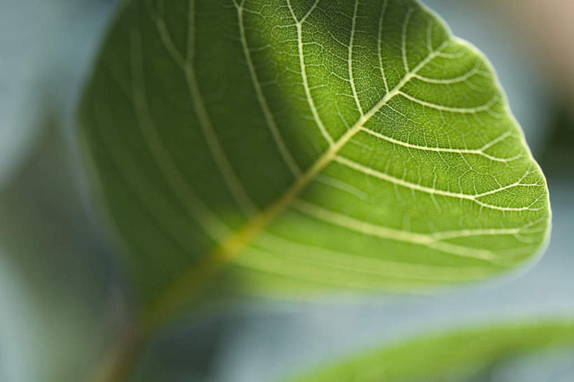 无人,横图,室外,特写,白天,正面,仰视,美景,植物,叶子,朦胧,模糊,光线,纹理,景观,茎,绿叶,一个,阳光,自然,嫩叶,景色,单个,自然风光,叶,叶片,彩图,低角度拍摄