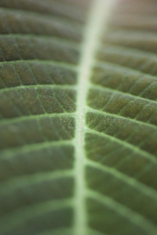 无人,竖图,俯视,室外,特写,白天,正面,美景,植物,叶子,朦胧,模糊,纹理,景观,茎,绿叶,一个,自然,嫩叶,景色,单个,自然风光,叶,叶片,彩图,高角度拍摄