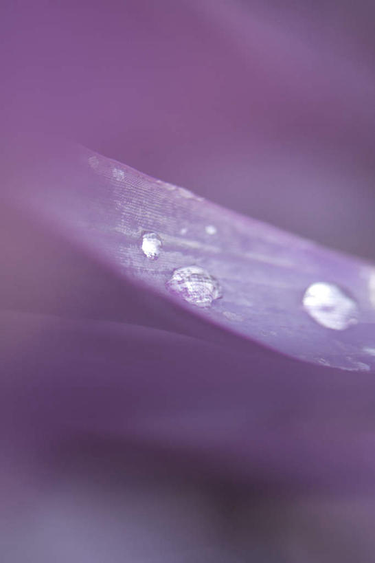 无人,竖图,室外,特写,白天,正面,美景,水,植物,朦胧,模糊,光线,纹理,液体,景观,水滴,花瓣,一个,紫色,阳光,自然,景色,单个,自然风光,彩图