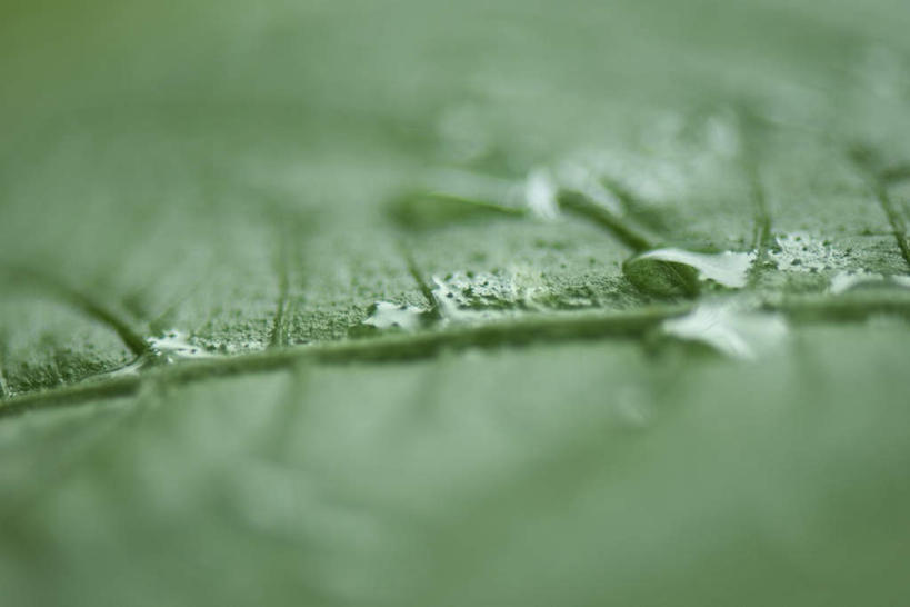 无人,横图,俯视,室外,特写,白天,美景,水,植物,叶子,朦胧,模糊,纹理,液体,景观,水滴,茎,绿叶,自然,嫩叶,景色,自然风光,叶,叶片,彩图,高角度拍摄