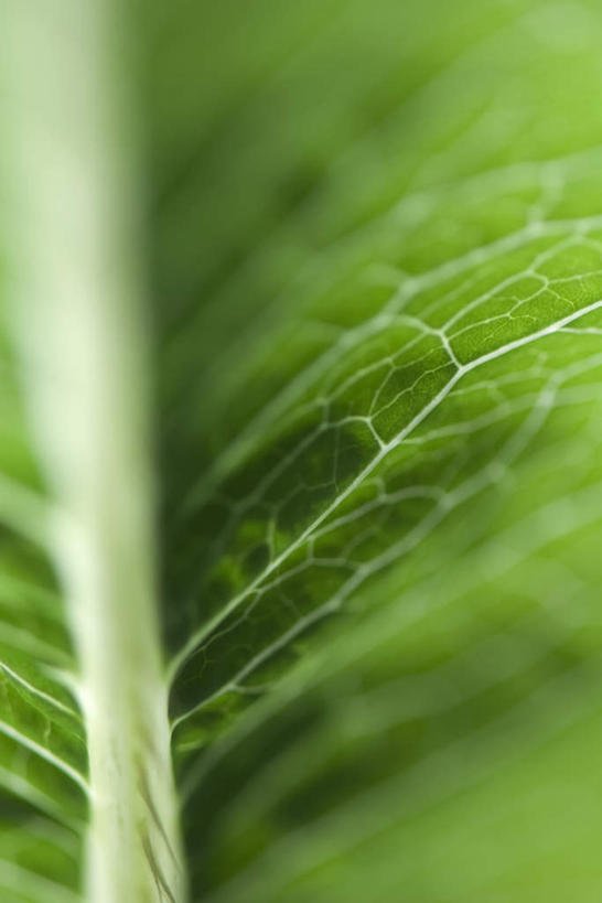 无人,竖图,俯视,室外,特写,白天,仰视,美景,植物,叶子,朦胧,模糊,纹理,景观,茎,绿叶,一个,自然,嫩叶,景色,单个,自然风光,叶,叶片,彩图,低角度拍摄,高角度拍摄