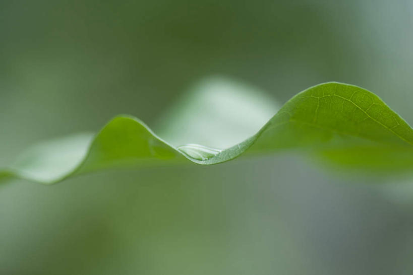 无人,横图,室外,特写,白天,正面,美景,水,植物,叶子,波纹,朦胧,模糊,液体,景观,水滴,绿叶,一个,自然,波浪,嫩叶,景色,单个,自然风光,叶,叶片,彩图